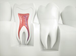 AI rendering of two model teeth with one cross-sectioned to show pulp in roots